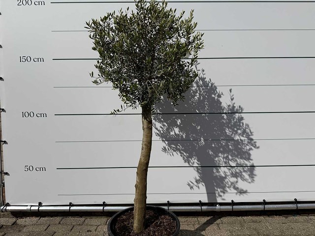 Olijfboom florida - olea europaea - ca. 25 jaar oud - hoogte ca. 200 cm - afbeelding 4 van  6