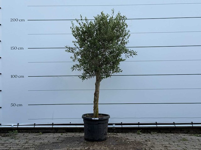 Olijfboom florida - olea europaea - ca. 25 jaar oud - hoogte ca. 200 cm - afbeelding 1 van  5