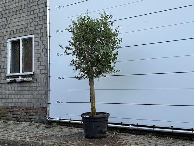 Olijfboom florida - olea europaea - ca. 25 jaar oud - hoogte ca. 200 cm - afbeelding 2 van  5