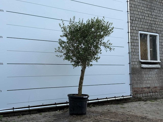 Olijfboom florida - olea europaea - ca. 25 jaar oud - hoogte ca. 200 cm - afbeelding 3 van  5