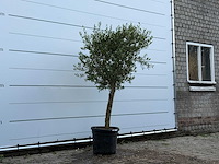 Olijfboom florida - olea europaea - ca. 25 jaar oud - hoogte ca. 200 cm - afbeelding 3 van  5