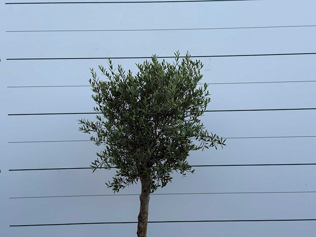 Olijfboom florida - olea europaea - ca. 25 jaar oud - hoogte ca. 200 cm - afbeelding 4 van  5