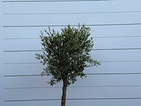 Olijfboom florida - olea europaea - ca. 25 jaar oud - hoogte ca. 200 cm - afbeelding 4 van  5
