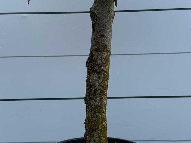 Olijfboom florida - olea europaea - ca. 25 jaar oud - hoogte ca. 200 cm - afbeelding 5 van  5