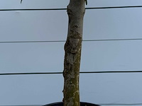 Olijfboom florida - olea europaea - ca. 25 jaar oud - hoogte ca. 200 cm - afbeelding 5 van  5