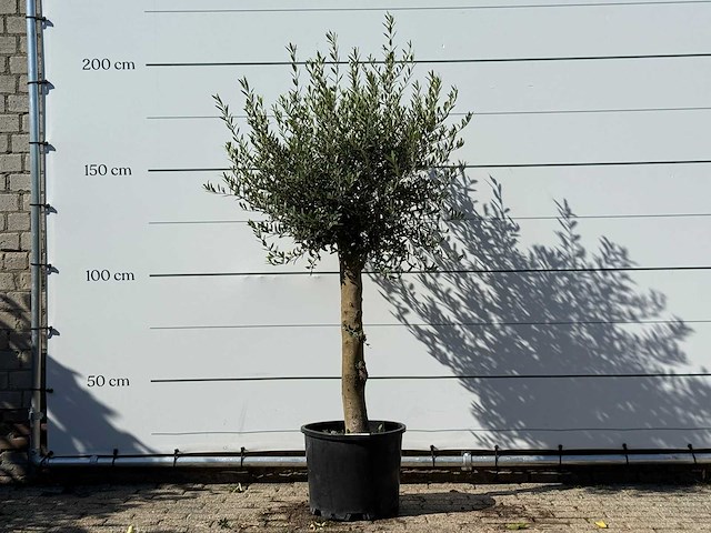 Olijfboom florida - olea europaea - ca. 25 jaar oud - hoogte ca. 200 cm - afbeelding 1 van  3