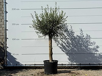 Olijfboom florida - olea europaea - ca. 25 jaar oud - hoogte ca. 200 cm - afbeelding 1 van  3