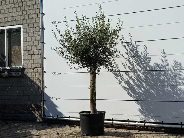 Olijfboom florida - olea europaea - ca. 25 jaar oud - hoogte ca. 200 cm - afbeelding 2 van  3