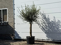 Olijfboom florida - olea europaea - ca. 25 jaar oud - hoogte ca. 200 cm - afbeelding 2 van  3