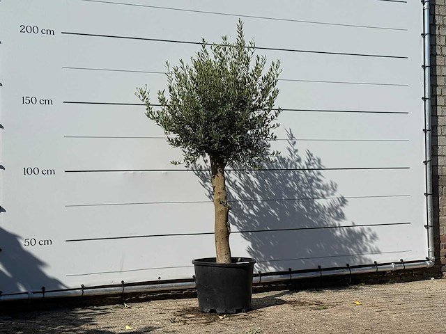 Olijfboom florida - olea europaea - ca. 25 jaar oud - hoogte ca. 200 cm - afbeelding 3 van  3
