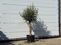 Olijfboom florida - olea europaea - ca. 25 jaar oud - hoogte ca. 200 cm - afbeelding 3 van  3