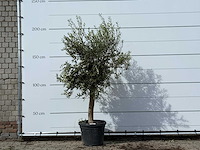Olijfboom florida - olea europaea - ca. 25 jaar oud - hoogte ca. 200 cm - afbeelding 1 van  4