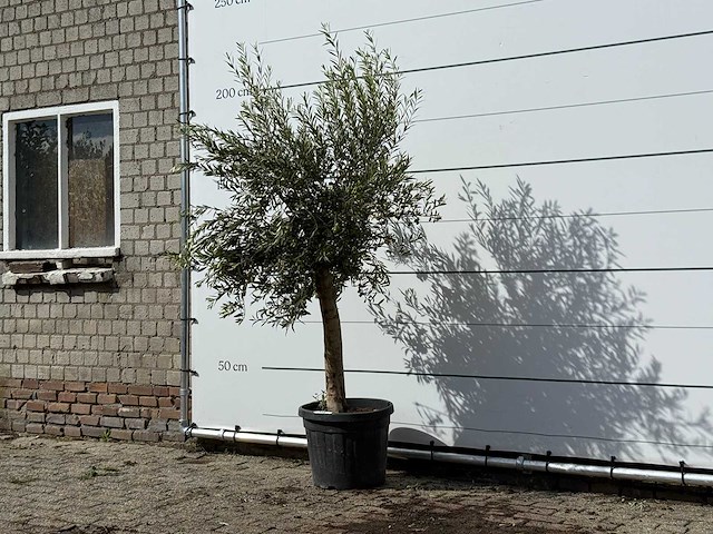 Olijfboom florida - olea europaea - ca. 25 jaar oud - hoogte ca. 200 cm - afbeelding 3 van  4