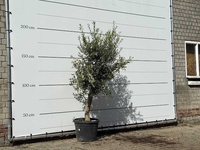 Olijfboom florida - olea europaea - ca. 25 jaar oud - hoogte ca. 200 cm - afbeelding 4 van  4