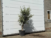 Olijfboom florida - olea europaea - ca. 25 jaar oud - hoogte ca. 200 cm - afbeelding 4 van  4