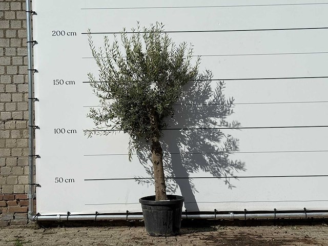 Olijfboom florida - olea europaea - ca. 25 jaar oud - hoogte ca. 200 cm - afbeelding 1 van  3