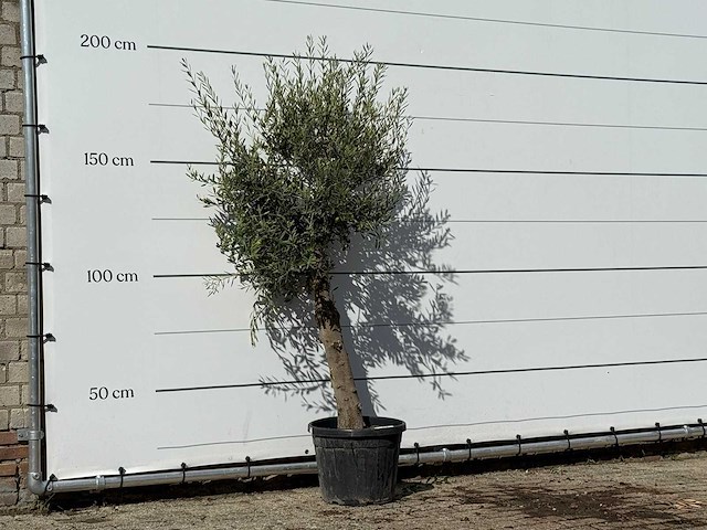 Olijfboom florida - olea europaea - ca. 25 jaar oud - hoogte ca. 200 cm - afbeelding 2 van  3