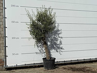 Olijfboom florida - olea europaea - ca. 25 jaar oud - hoogte ca. 200 cm - afbeelding 2 van  3