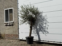 Olijfboom florida - olea europaea - ca. 25 jaar oud - hoogte ca. 200 cm - afbeelding 3 van  3