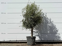 Olijfboom florida - olea europaea - ca. 25 jaar oud - hoogte ca. 200 cm - afbeelding 1 van  3