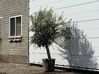 Olijfboom florida - olea europaea - ca. 25 jaar oud - hoogte ca. 200 cm - afbeelding 2 van  3