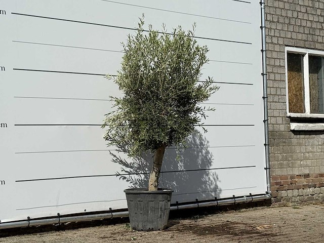 Olijfboom florida - olea europaea - ca. 25 jaar oud - hoogte ca. 200 cm - afbeelding 3 van  3