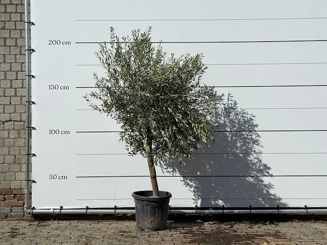 Olijfboom florida - olea europaea - ca. 25 jaar oud - hoogte ca. 200 cm - afbeelding 1 van  3