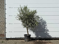 Olijfboom florida - olea europaea - ca. 25 jaar oud - hoogte ca. 200 cm - afbeelding 1 van  3