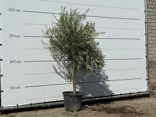 Olijfboom florida - olea europaea - ca. 25 jaar oud - hoogte ca. 200 cm - afbeelding 2 van  3
