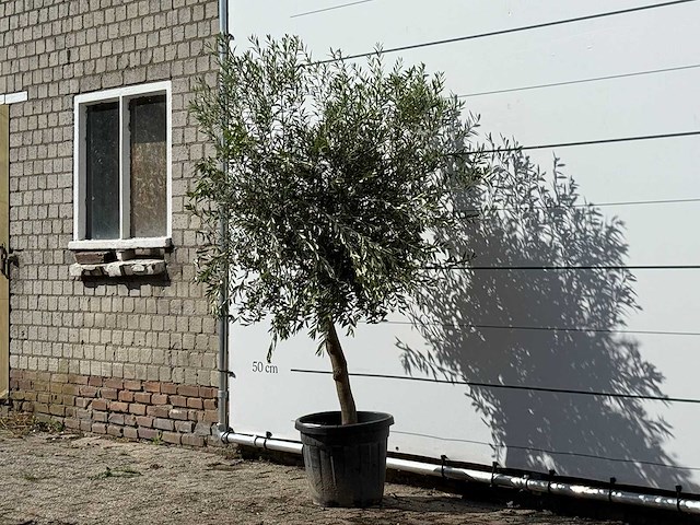 Olijfboom florida - olea europaea - ca. 25 jaar oud - hoogte ca. 200 cm - afbeelding 3 van  3