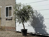 Olijfboom florida - olea europaea - ca. 25 jaar oud - hoogte ca. 200 cm - afbeelding 3 van  3