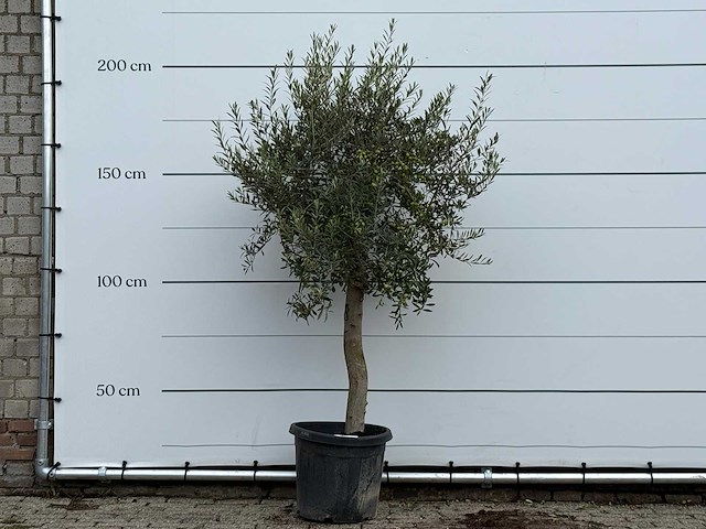 Olijfboom florida - olea europaea - ca. 25 jaar oud - hoogte ca. 200 cm - afbeelding 1 van  3