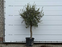 Olijfboom florida - olea europaea - ca. 25 jaar oud - hoogte ca. 200 cm - afbeelding 1 van  3
