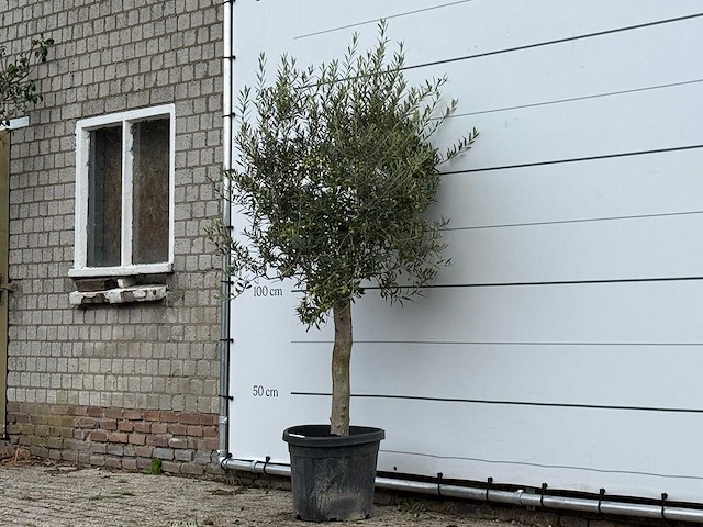Olijfboom florida - olea europaea - ca. 25 jaar oud - hoogte ca. 200 cm - afbeelding 2 van  3