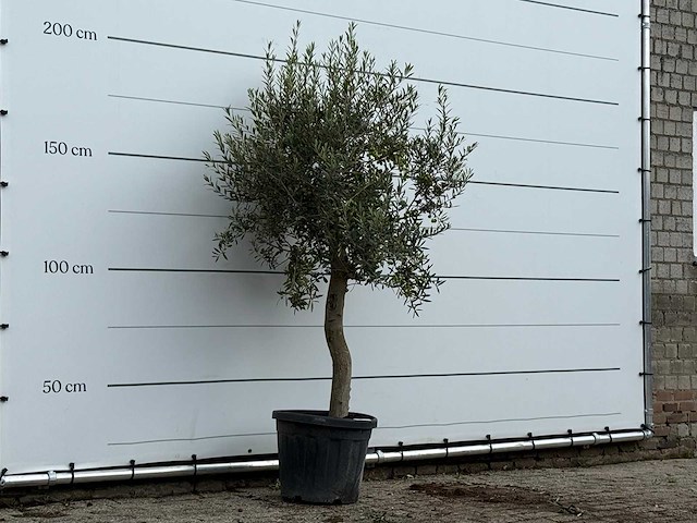 Olijfboom florida - olea europaea - ca. 25 jaar oud - hoogte ca. 200 cm - afbeelding 3 van  3