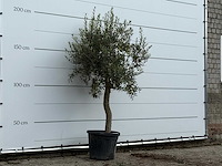 Olijfboom florida - olea europaea - ca. 25 jaar oud - hoogte ca. 200 cm - afbeelding 3 van  3