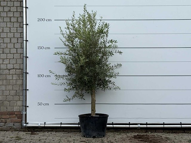 Olijfboom florida - olea europaea - ca. 25 jaar oud - hoogte ca. 200 cm - afbeelding 1 van  3