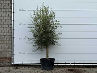 Olijfboom florida - olea europaea - ca. 25 jaar oud - hoogte ca. 200 cm - afbeelding 1 van  3