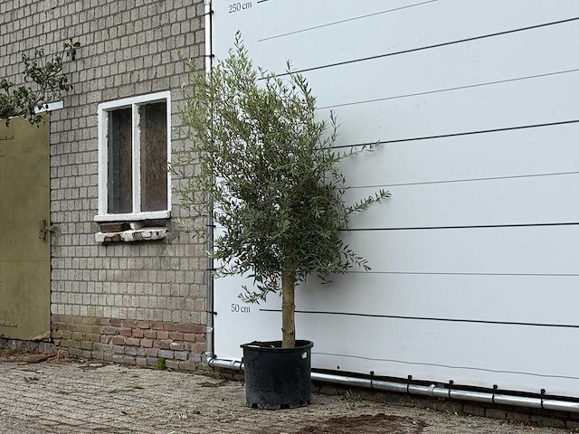 Olijfboom florida - olea europaea - ca. 25 jaar oud - hoogte ca. 200 cm - afbeelding 2 van  3