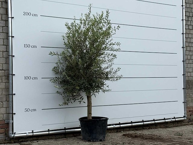 Olijfboom florida - olea europaea - ca. 25 jaar oud - hoogte ca. 200 cm - afbeelding 3 van  3