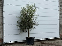 Olijfboom florida - olea europaea - ca. 25 jaar oud - hoogte ca. 200 cm - afbeelding 3 van  3