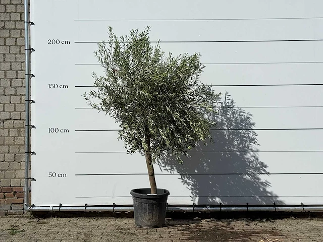 Olijfboom florida - olea europaea - ca. 25 jaar oud - hoogte ca. 200 cm - afbeelding 1 van  3