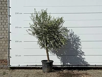 Olijfboom florida - olea europaea - ca. 25 jaar oud - hoogte ca. 200 cm