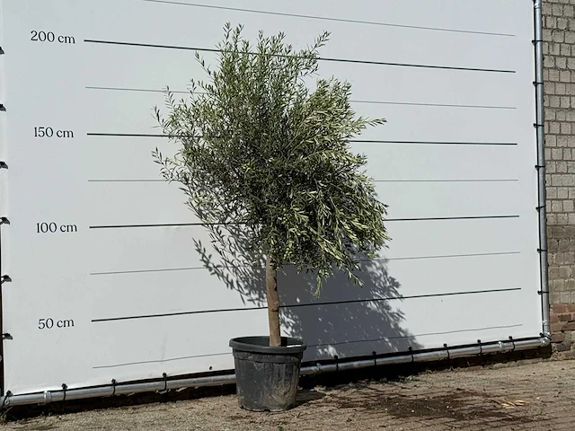 Olijfboom florida - olea europaea - ca. 25 jaar oud - hoogte ca. 200 cm - afbeelding 2 van  3