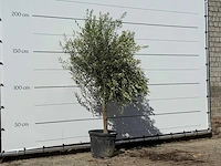Olijfboom florida - olea europaea - ca. 25 jaar oud - hoogte ca. 200 cm - afbeelding 2 van  3