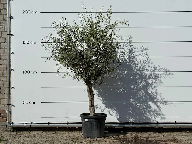 Olijfboom florida - olea europaea - ca. 25 jaar oud - hoogte ca. 200 cm - afbeelding 1 van  3