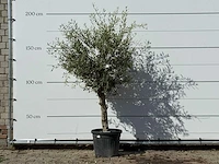 Olijfboom florida - olea europaea - ca. 25 jaar oud - hoogte ca. 200 cm