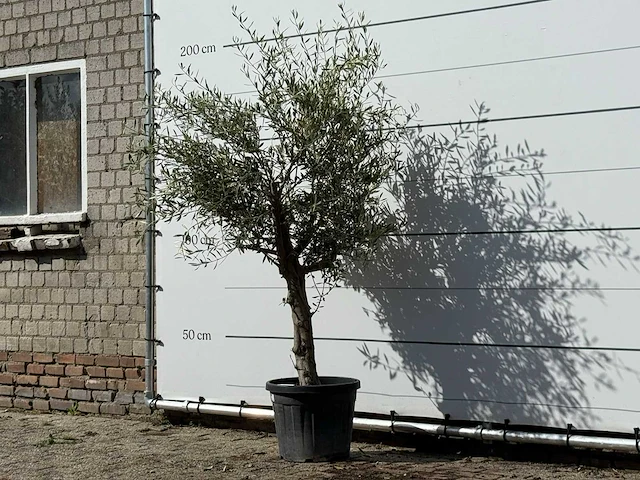Olijfboom florida - olea europaea - ca. 25 jaar oud - hoogte ca. 200 cm - afbeelding 2 van  3