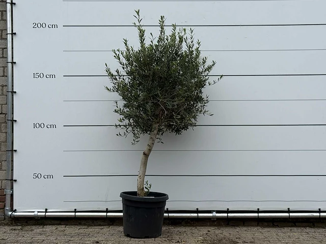 Olijfboom florida - olea europaea - ca. 25 jaar oud - hoogte ca. 200 cm - afbeelding 1 van  3