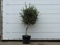 Olijfboom florida - olea europaea - ca. 25 jaar oud - hoogte ca. 200 cm